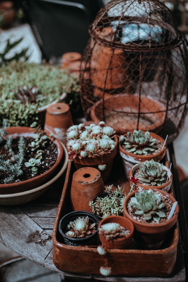 Cactées en pots protégées pour lhiver 1