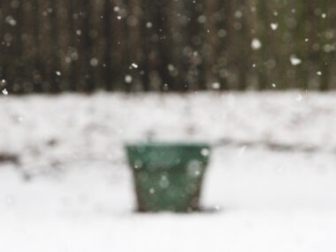pot à plante en hiver