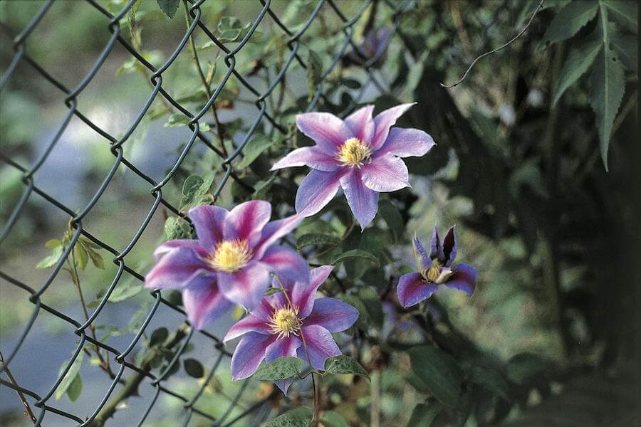 Grillage simple torsion avec fleurs
