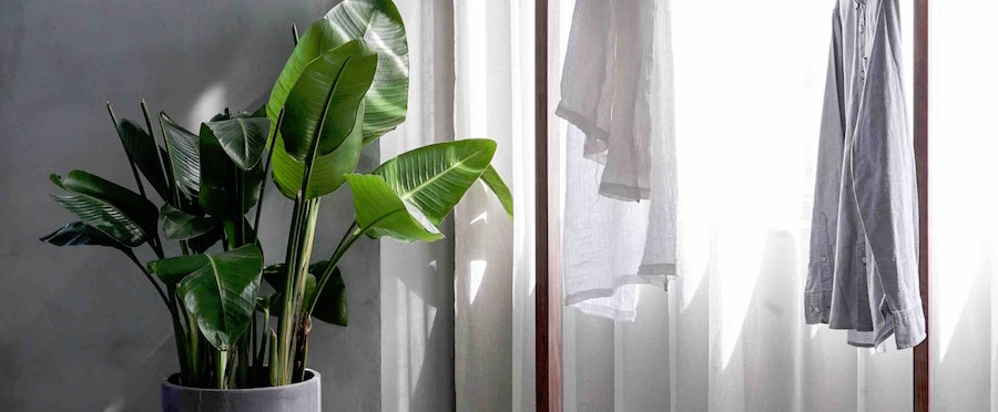 Plante tropicale d'intérieur