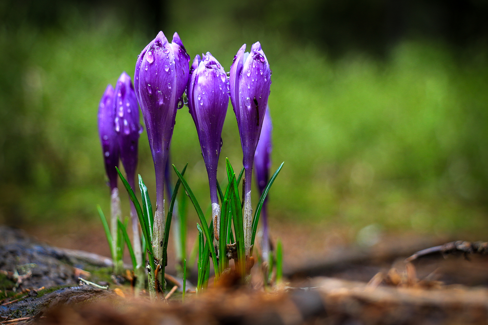 Bulbes crocus en fleurs violettes