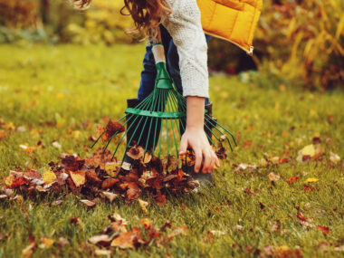 Ramassage de feuilles mortes sur pelouse