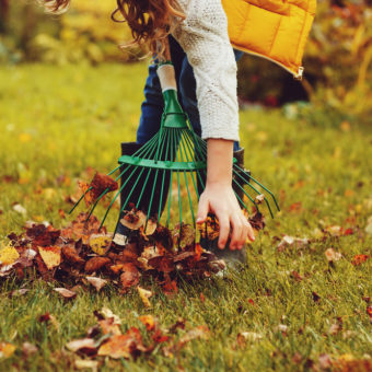 Ramassage de feuilles mortes sur pelouse