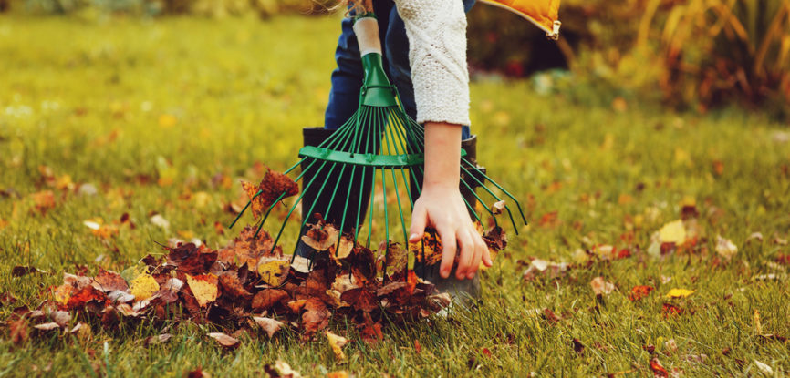 Ramassage de feuilles mortes sur pelouse