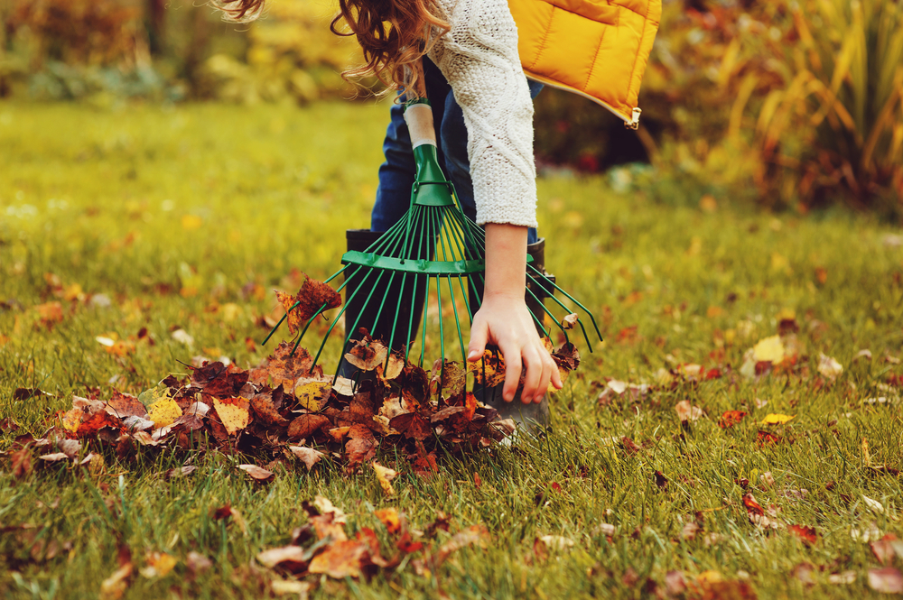 Ramassage de feuilles mortes sur pelouse