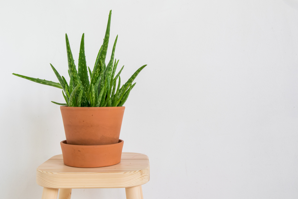 Aloe vera en pot sur un tabouret