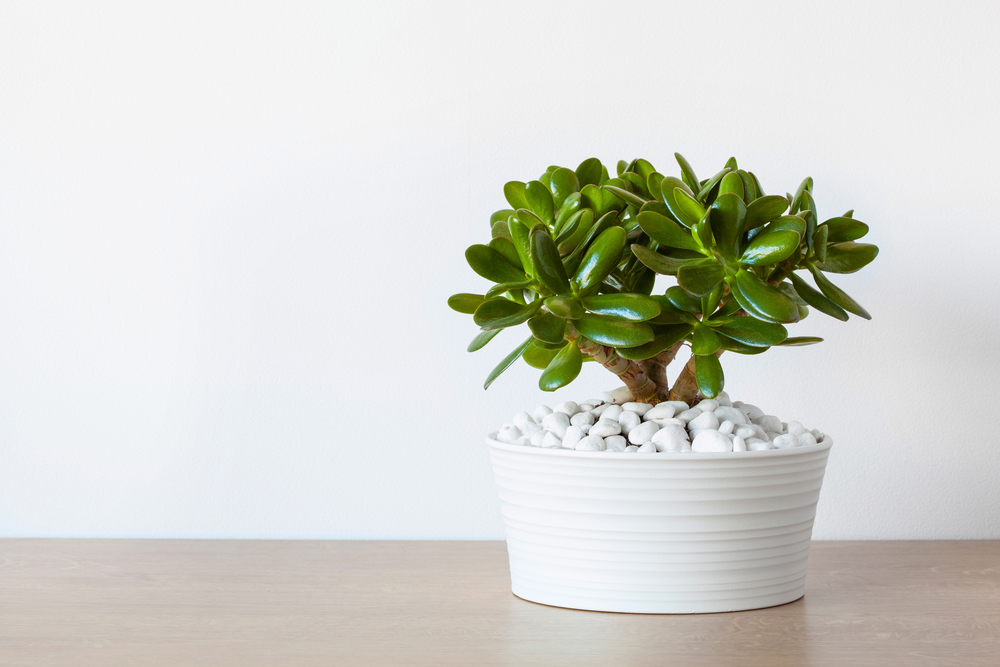 Arbre de jade dans un pot blanc devant un mur blanc