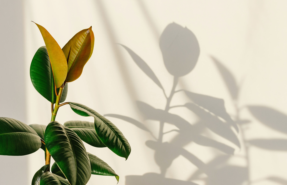 Ficus elastica avec ombre portée sur mur blanc