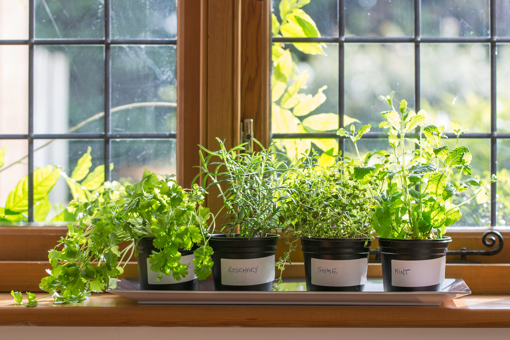 Herbes aromatiques en pots sur le bord d'une fenêtre