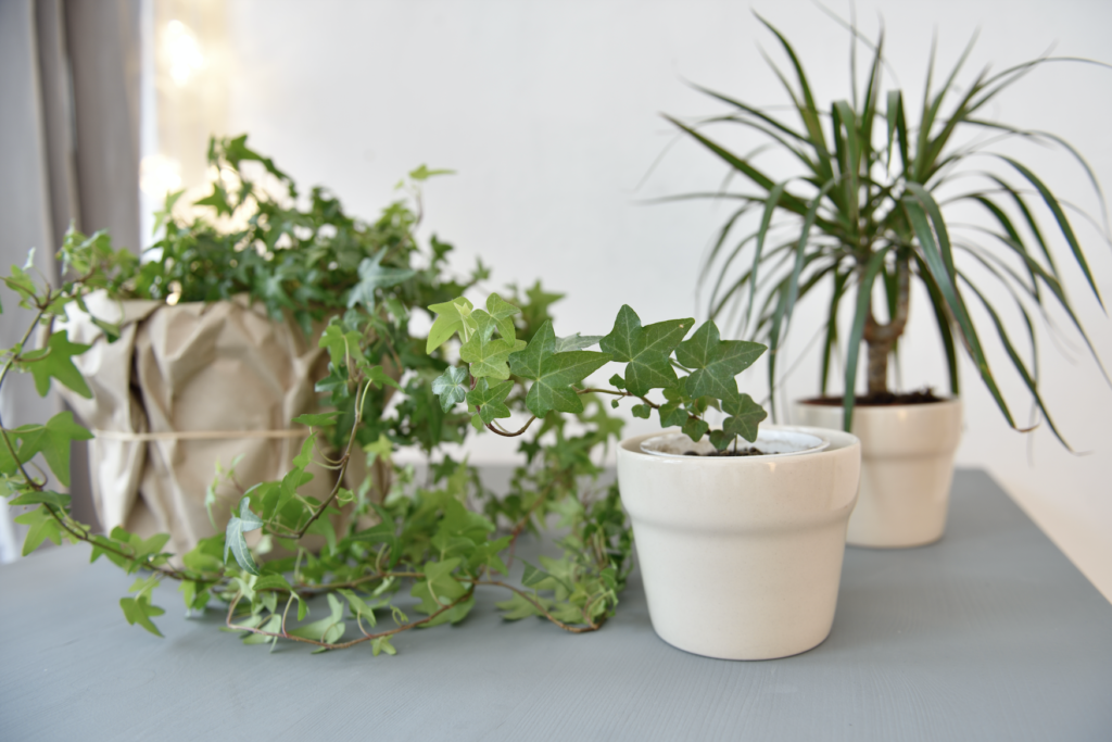 Du lierre et un dracaena dans des pots