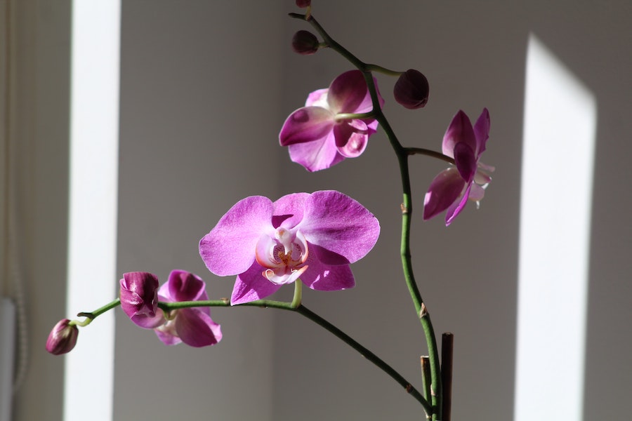 Orchidée phalaenopsis de couleur violette