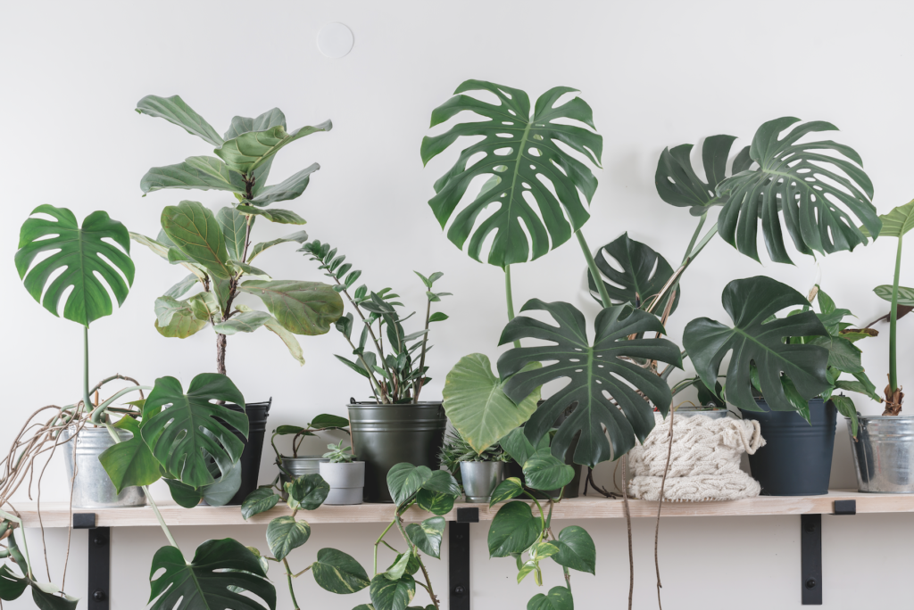 Un philodendron et une montserrat en pot
