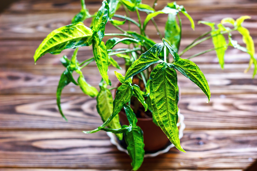 Syngonium vu du dessus sur table en bois