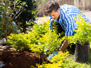 Homme en train de planter un arbuste au printemps