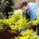 Homme en train de planter un arbuste au printemps