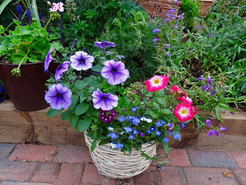 Petunias rouges et violets dans un panier