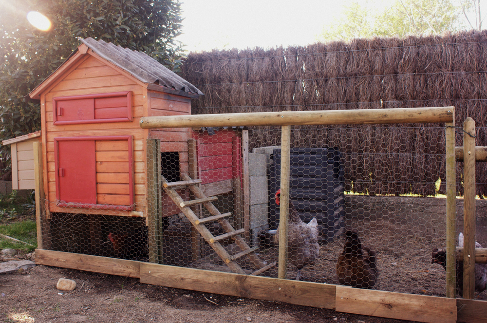 Poulailler-avec-volière-attenante
