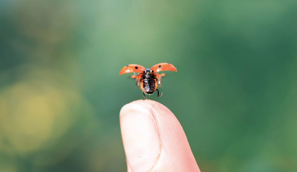 Coccinelle prenant son envol au bout du doigt