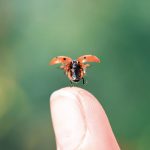 Coccinelle prenant son envol au bout du doigt