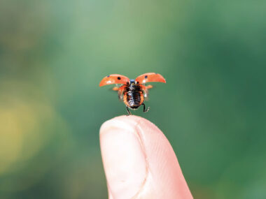 Coccinelle prenant son envol au bout du doigt