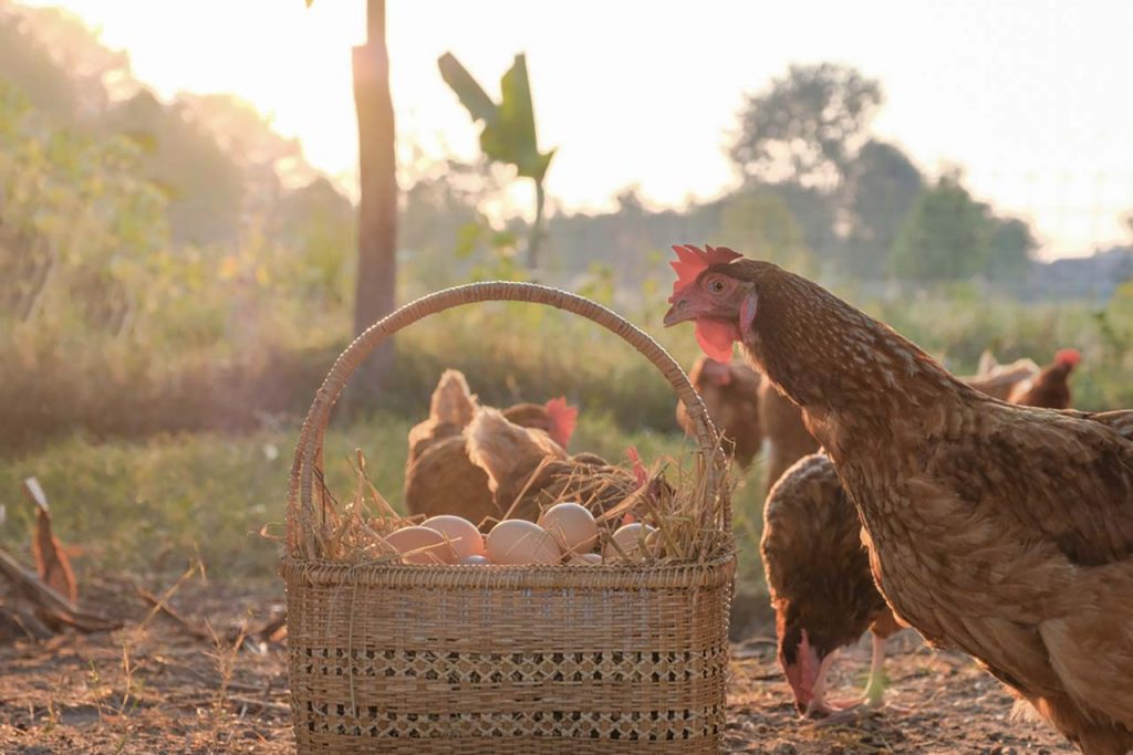 Poules et panier avec des œufs au coucher de soleil