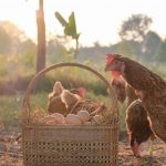 Fabriquer un poulailler pas cher : les éléments essentiels Poules et panier avec des œufs au coucher de soleil