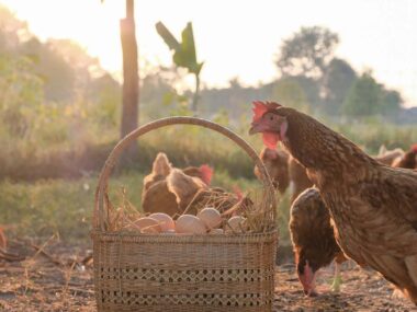Poules et panier avec des œufs au coucher de soleil