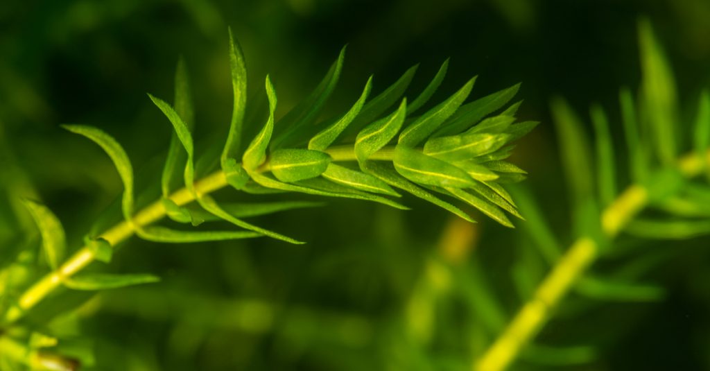 Élodée pour oxygéner votre piscine naturelle