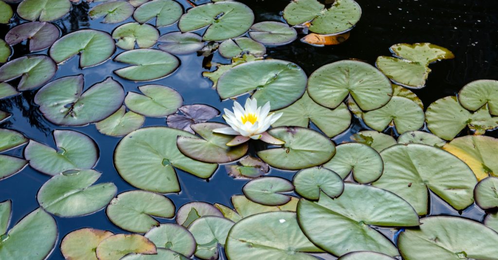 Nénuphars flottant à la surface d'une piscine naturelle