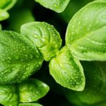 Basilic en gros plan