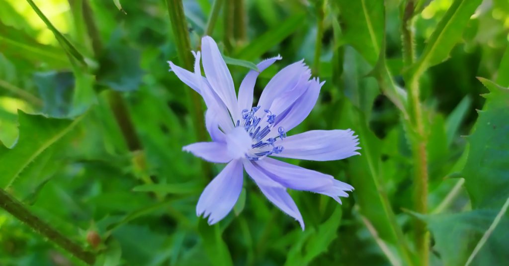 Chicorée en fleur