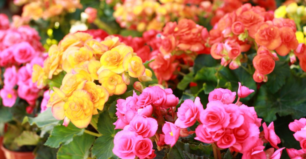 Fleurs de bégonias jaunes, roses et rouges