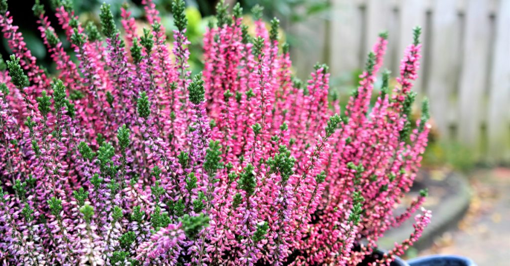 Bruyères roses pour une terrasse fleurie