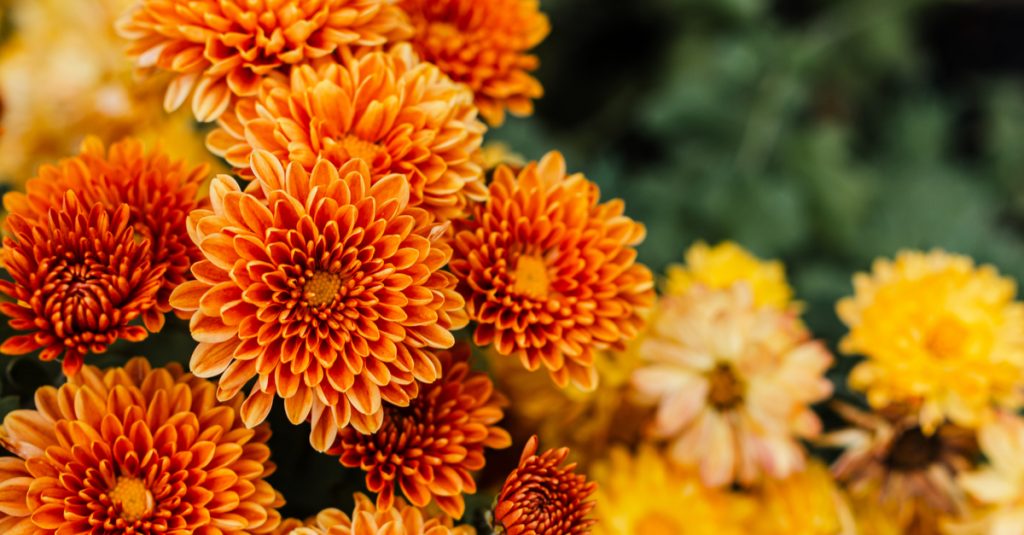 Chrysanthèmes orangés et jaunes pour fleurir votre terrasse