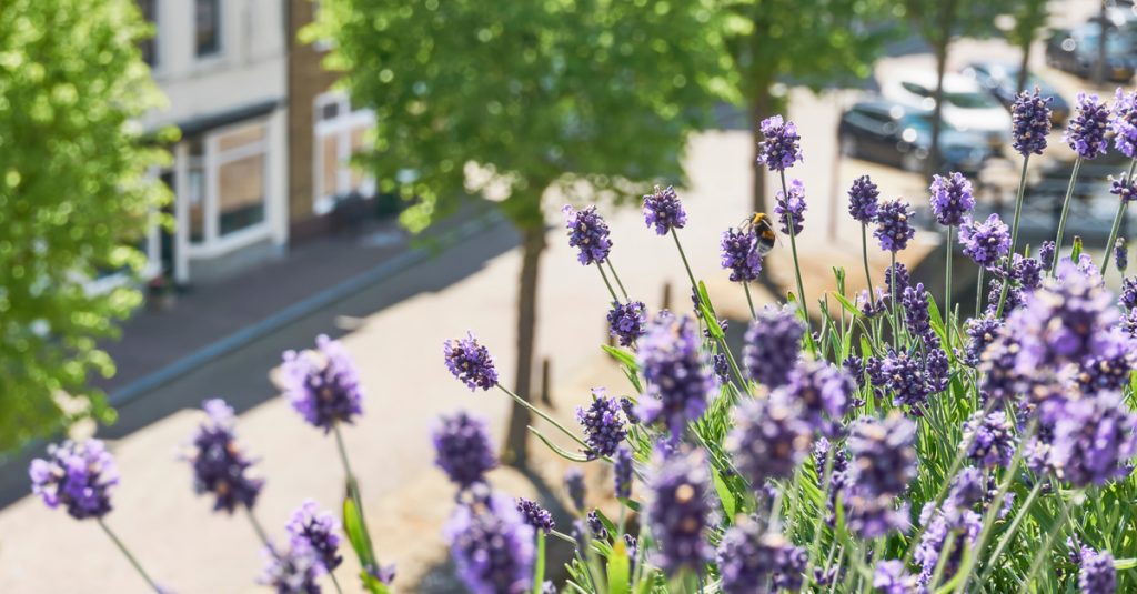 Lavande en balconnières d'appartement