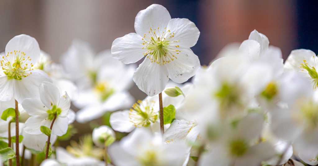 Hellébores avec leurs feuilles blanches