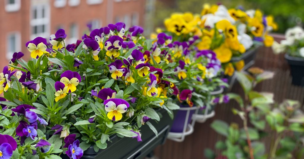 Pensées jaunes et violettes en balconnières
