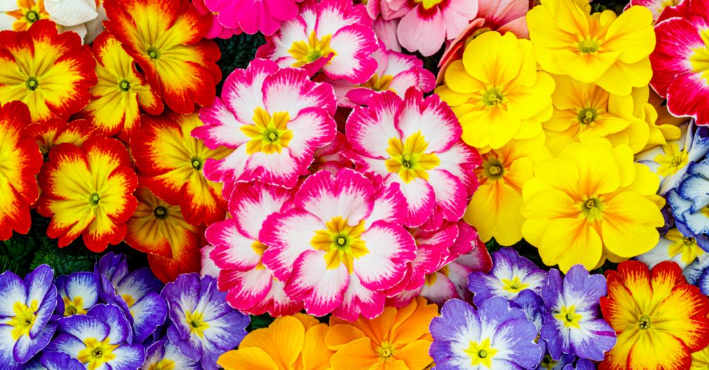 Primevères roses, jaunes, violettes et d'autres couleurs