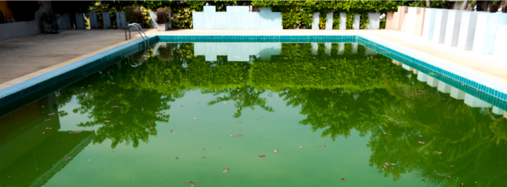 Comment rattraper une eau verte de piscine Comment rattraper une eau verte de piscine
