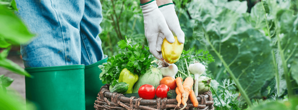 Jardin potager au printemps 5 étapes pour tout préparer