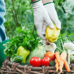 Jardin potager au printemps 5 étapes pour tout préparer