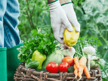 Jardin potager au printemps 5 étapes pour tout préparer