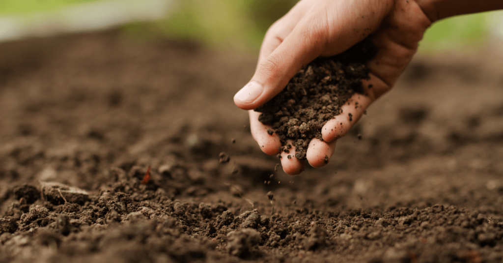 Faire un potager : le guide en 5 étapes