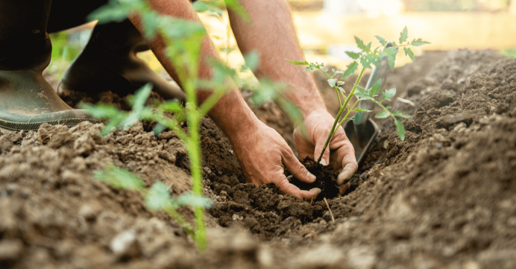 Comment faire un jardin potager: 5 étapes à suivre 