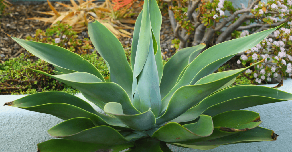 Agave jardin méditerranéen
