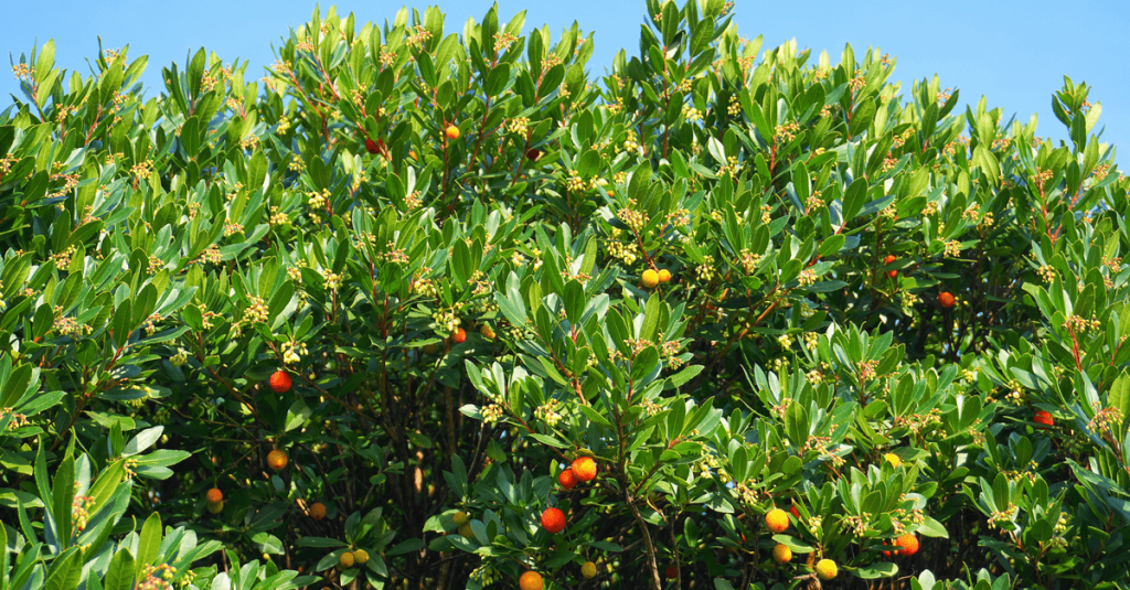 Arbousier jardin méditerranéen