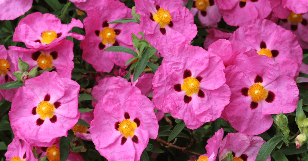 Ciste jardin méditerranéen