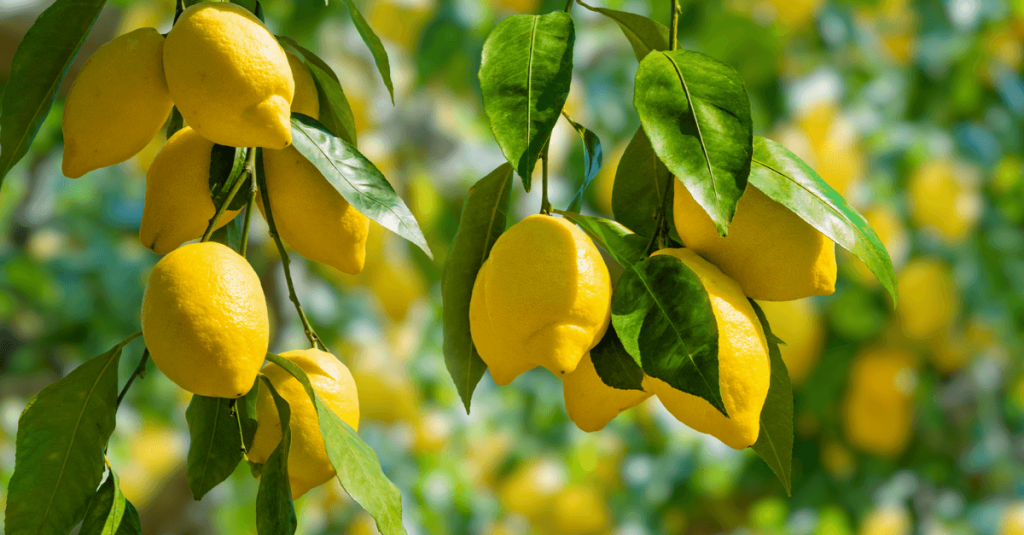 Citronnier jardin méditerranéen