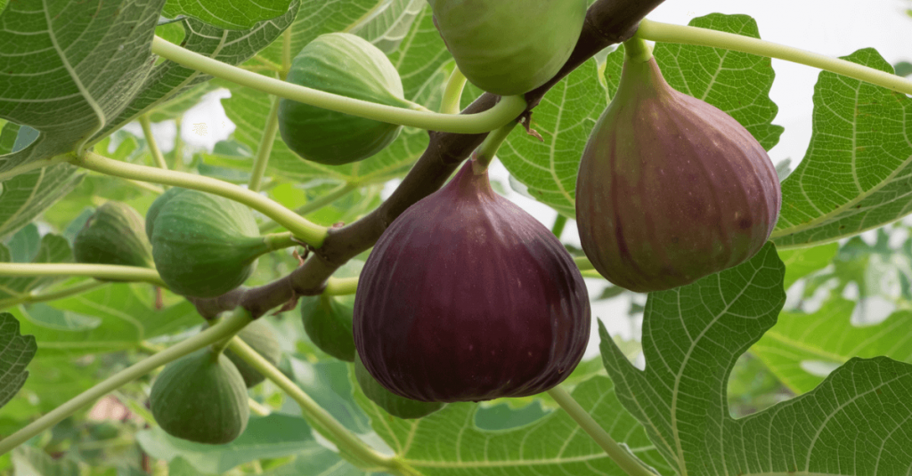 Figuier jardin méditerranéen