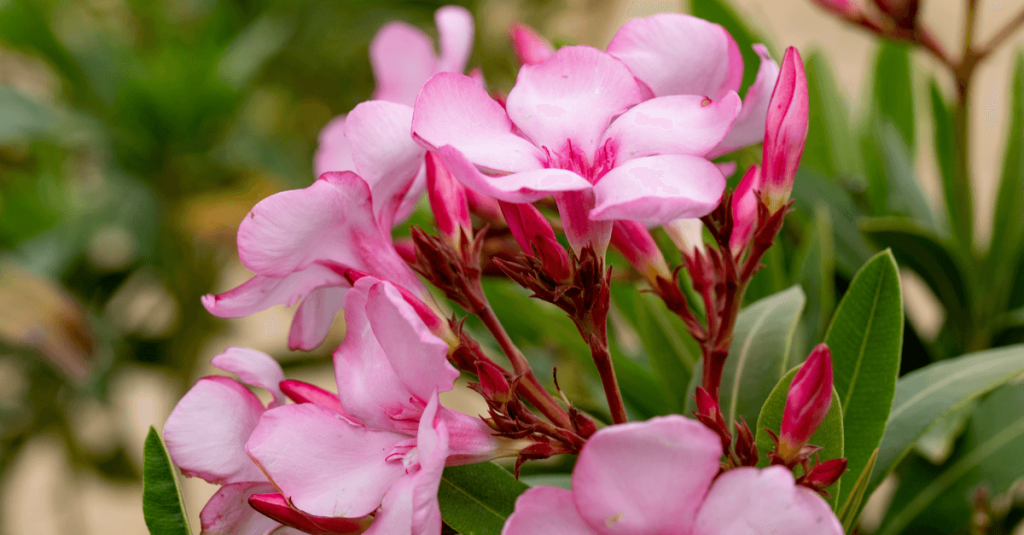 Laurier-rose jardin méditerranéen